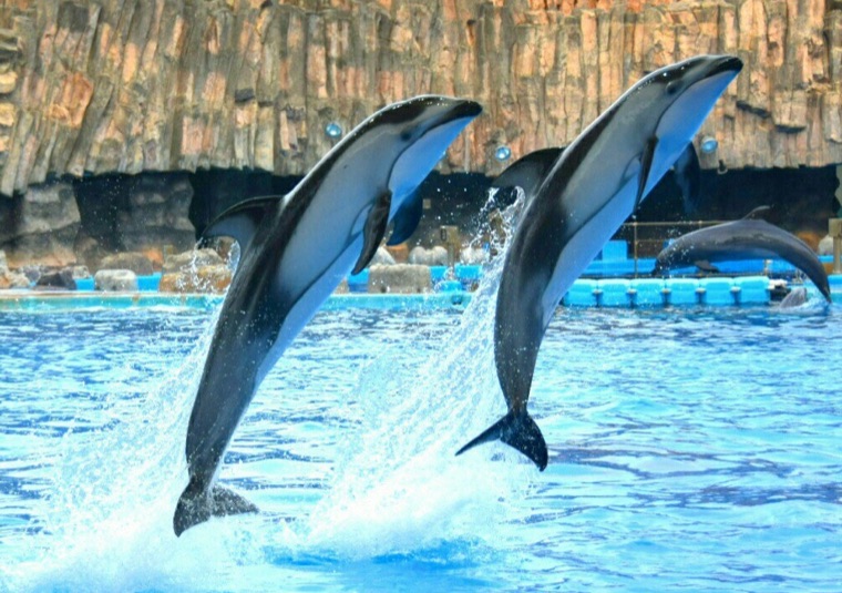 名古屋港水族館